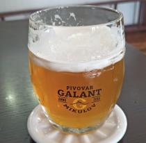 pivo Galant 11°